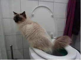 Cat using the toilet!