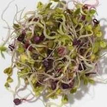 Delicious and Healthy Sprouts