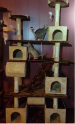 Go Pet Cat Tree - Condo House